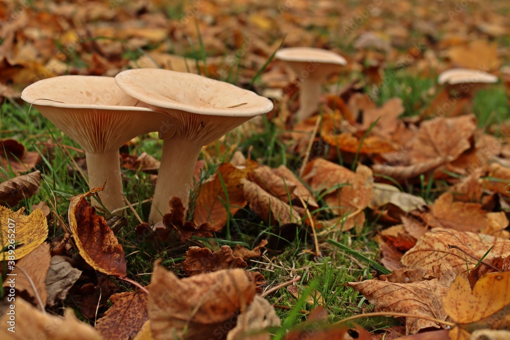 Mönchskopf (Infundibulicybe geotropa) Mönchskopf (Infundibulicybe geotropa)