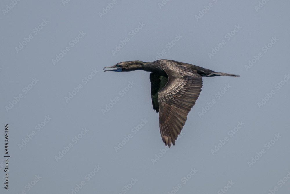 Obraz premium the great cormorant or Phalacrocorax carbo