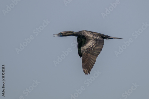 the great cormorant or Phalacrocorax carbo © lessysebastian