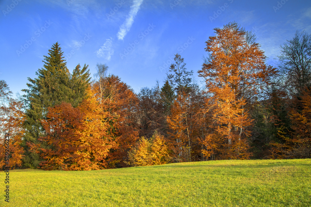 Fototapeta premium Alberi in autunno
