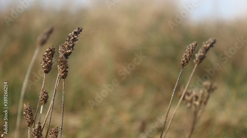 close up of wheat field © Lucie