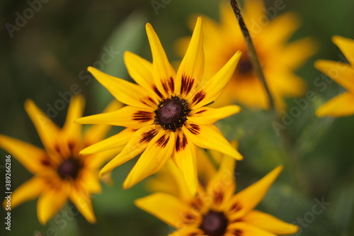 ostatnie  żółte  kwiaty  w  ogrodzie  w  czasie  jesieni  
