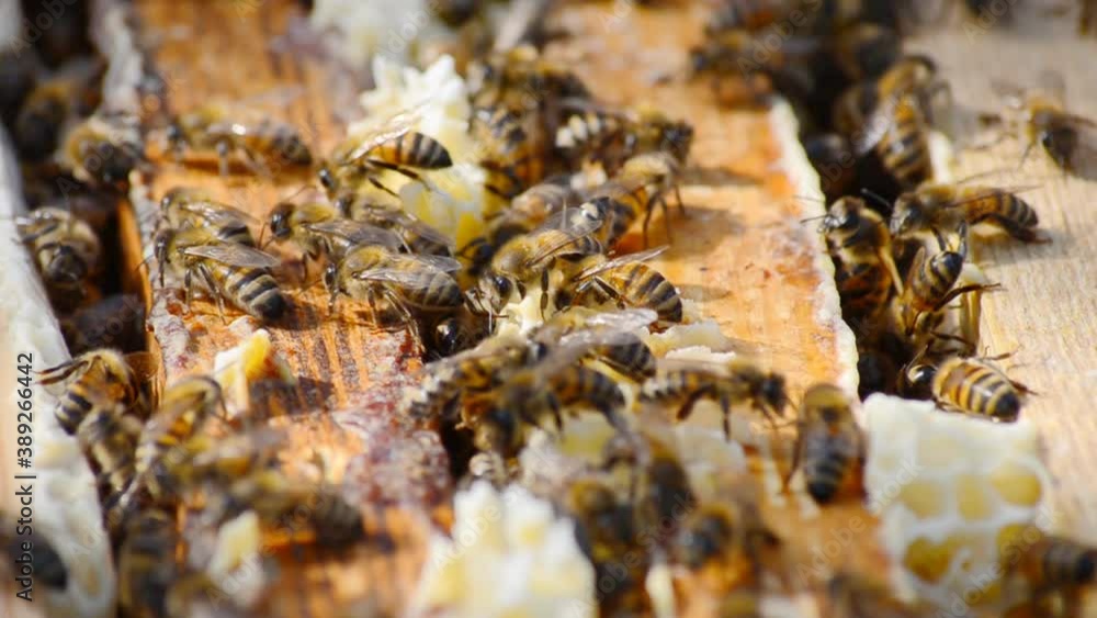 Work bees in hive. Bees convert nectar into honey and cover it in honeycombs. Beekeeping. Work bees in hive. Bees convert nectar into honey and cover it in honeycombs. Beekeeping.