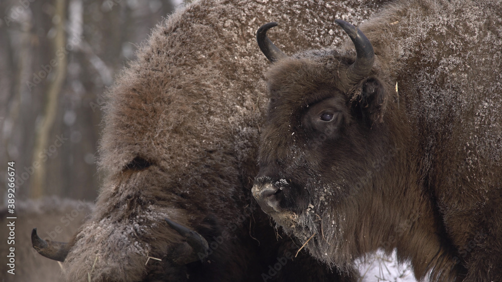 European bison (Bison bonasus) or the European wood bison, also known as the wisent or zubr in Białowieża Forest European bison (Bison bonasus) or the European wood bison, also known as the wisent or zubr in Białowieża Forest