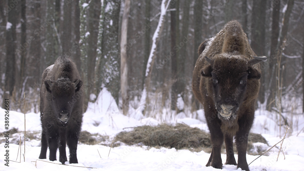 European bison (Bison bonasus) or the European wood bison, also known as the wisent or zubr in Białowieża Forest European bison (Bison bonasus) or the European wood bison, also known as the wisent or zubr in Białowieża Forest