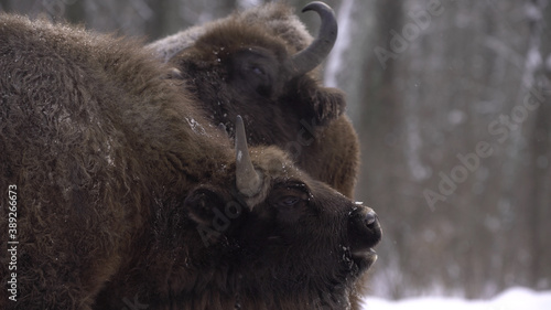 European bison (Bison bonasus) or the European wood bison, also known as the wisent or zubr in Białowieża Forest