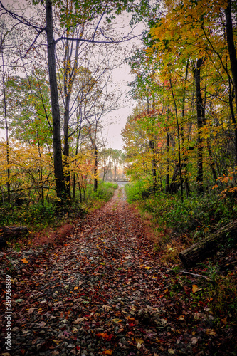 Trail Through the Autumn Forest