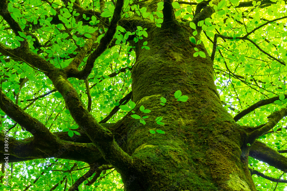 Fototapeta premium Beech forest, Saja-Besaya Natural Park, Cantabria, Spain, Europe