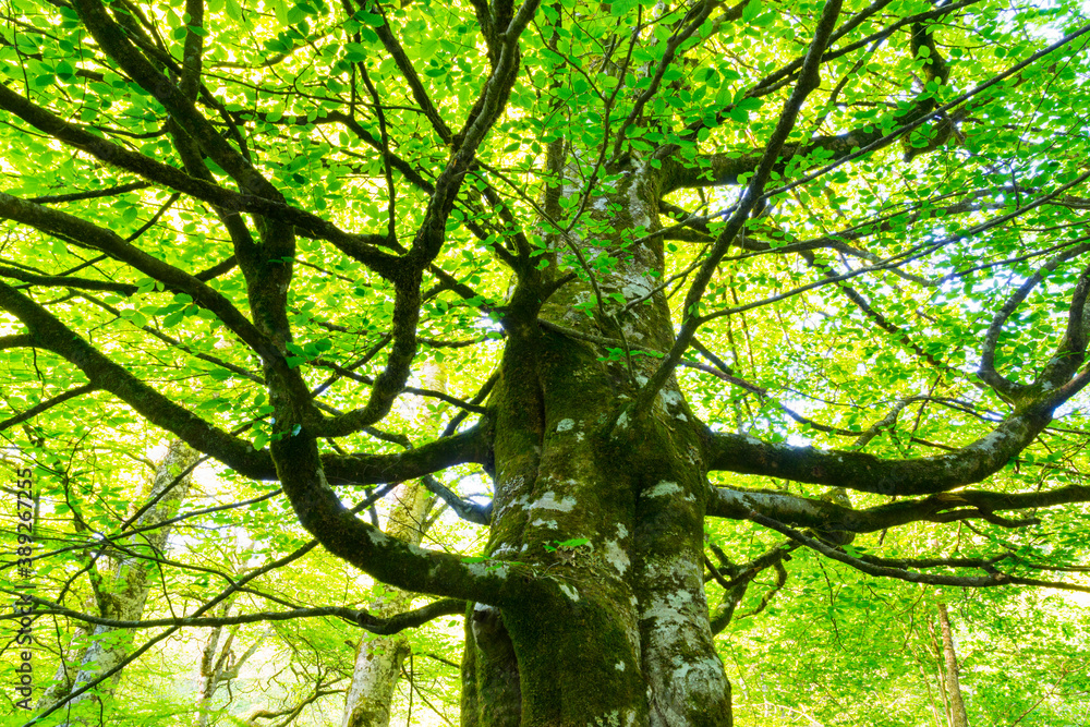 Obraz premium Beech forest, Saja-Besaya Natural Park, Cantabria, Spain, Europe