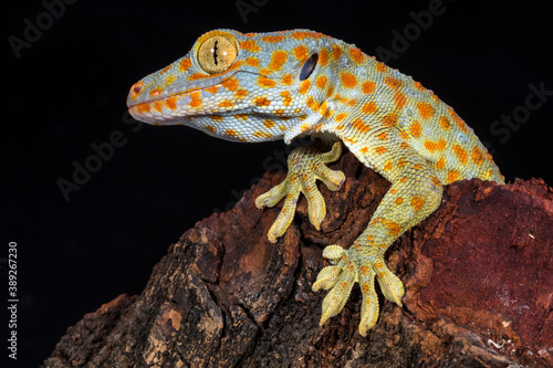 close up of tokay gecko