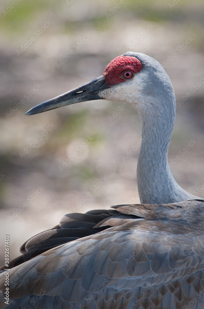 Fototapeta premium Adult sandhill crane looks up while preening
