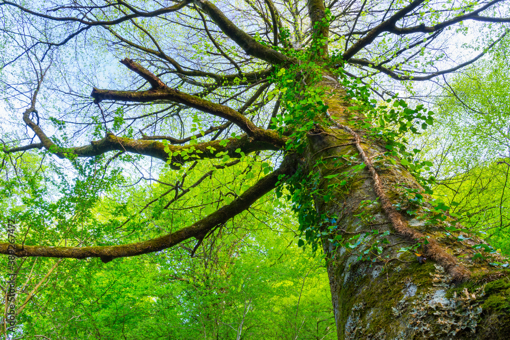 Fototapeta premium Beech forest, Saja-Besaya Natural Park, Cantabria, Spain, Europe