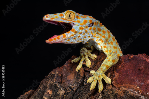 close up of tokay gecko