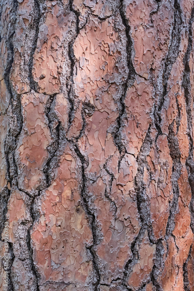 Texture of the brown bark of an old tree with deep cracks and sun glare as a vertical background. Texture of the brown bark of an old tree with deep cracks and sun glare as a vertical background.