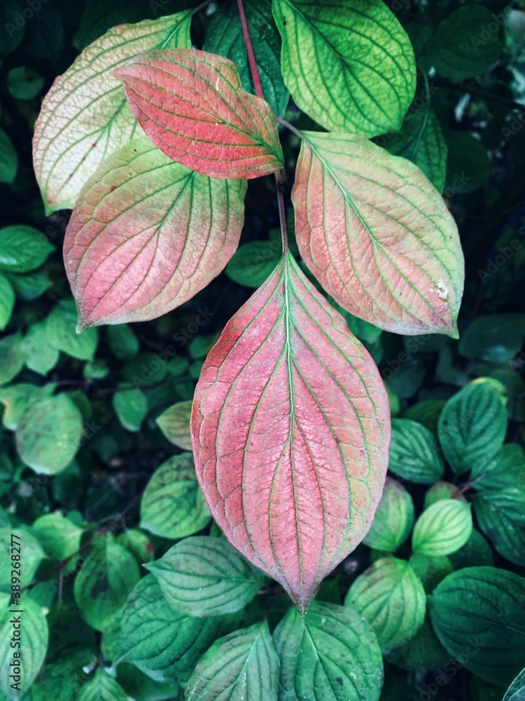 red and green leaves red and green leaves