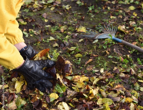 Woman with hands in gloves collects fallen leaves in the garden
