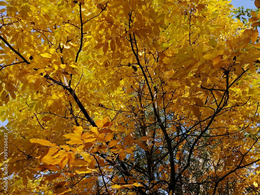 Autumn trees, fallen leaves, yellow trees, sunny autumn day Autumn trees, fallen leaves, yellow trees, sunny autumn day