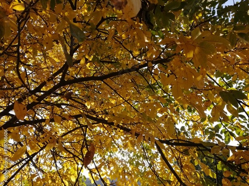 Autumn trees, fallen leaves, yellow trees, sunny autumn day