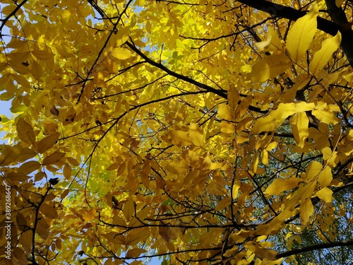 Autumn trees, fallen leaves, yellow trees, sunny autumn day