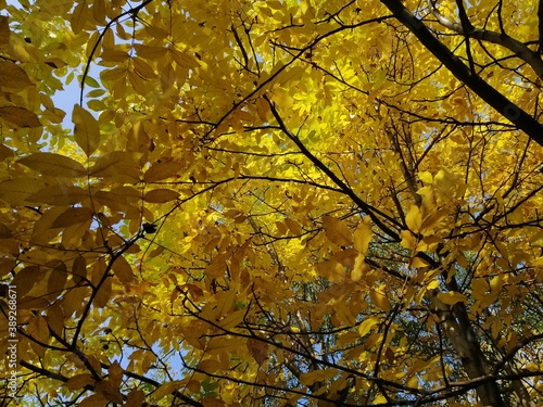 Autumn trees, fallen leaves, yellow trees, sunny autumn day