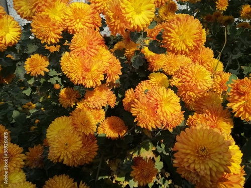 Orange flowers bloomed in the garden