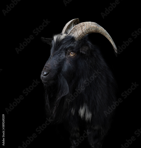 Leinwand Poster Black goat with big and curved horns on a black