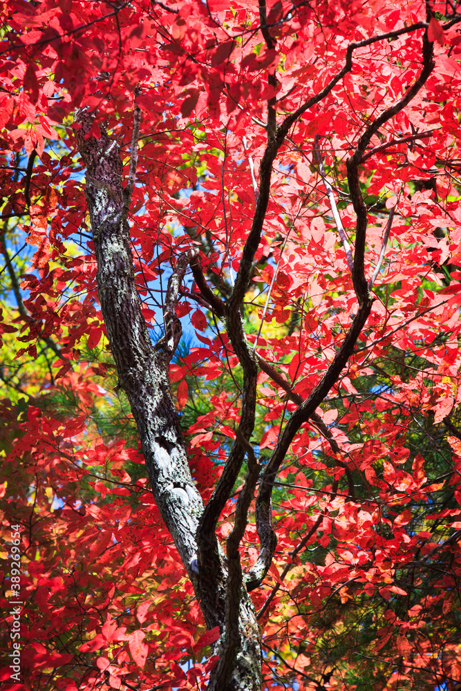 Brilliant red tree of autumn