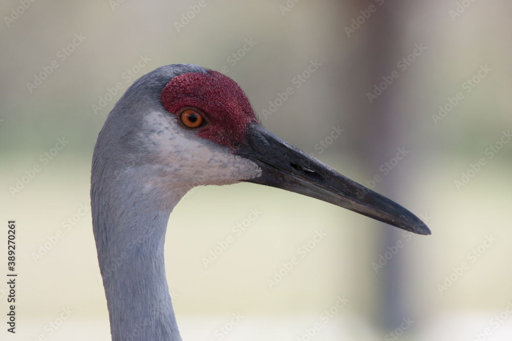 Close up of sandhill crane head and beak