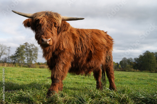highlander cow in a pasture