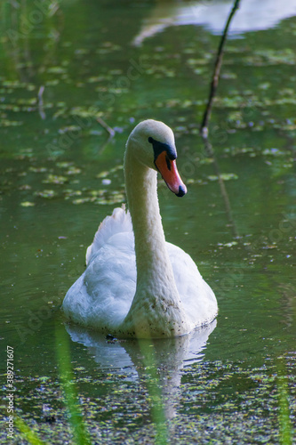A mute swan