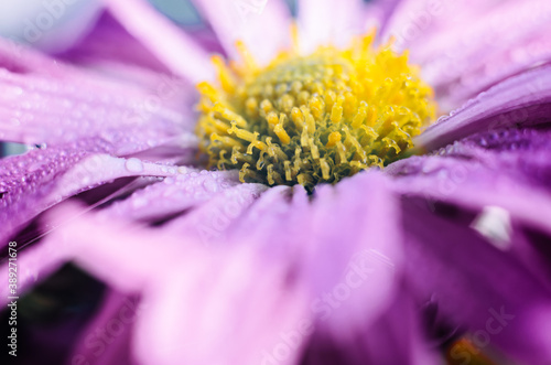 Chrysanthemum with purple petals macro photo with selective focus