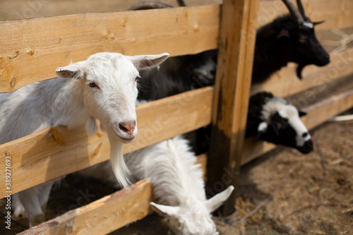 Face of a goat close up. A funny gray goat peeks out behind an old wooden fence  Goat with white muzzle.