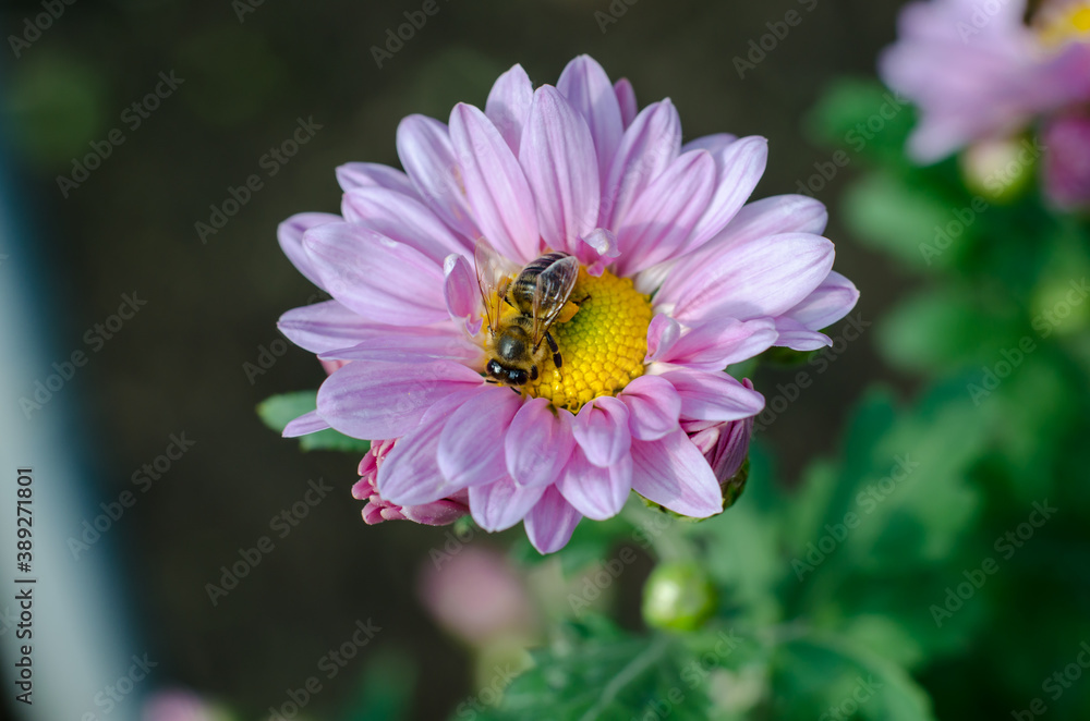 A bee collects nectar from a chrysanthemum flower, macro photo A bee collects nectar from a chrysanthemum flower, macro photo