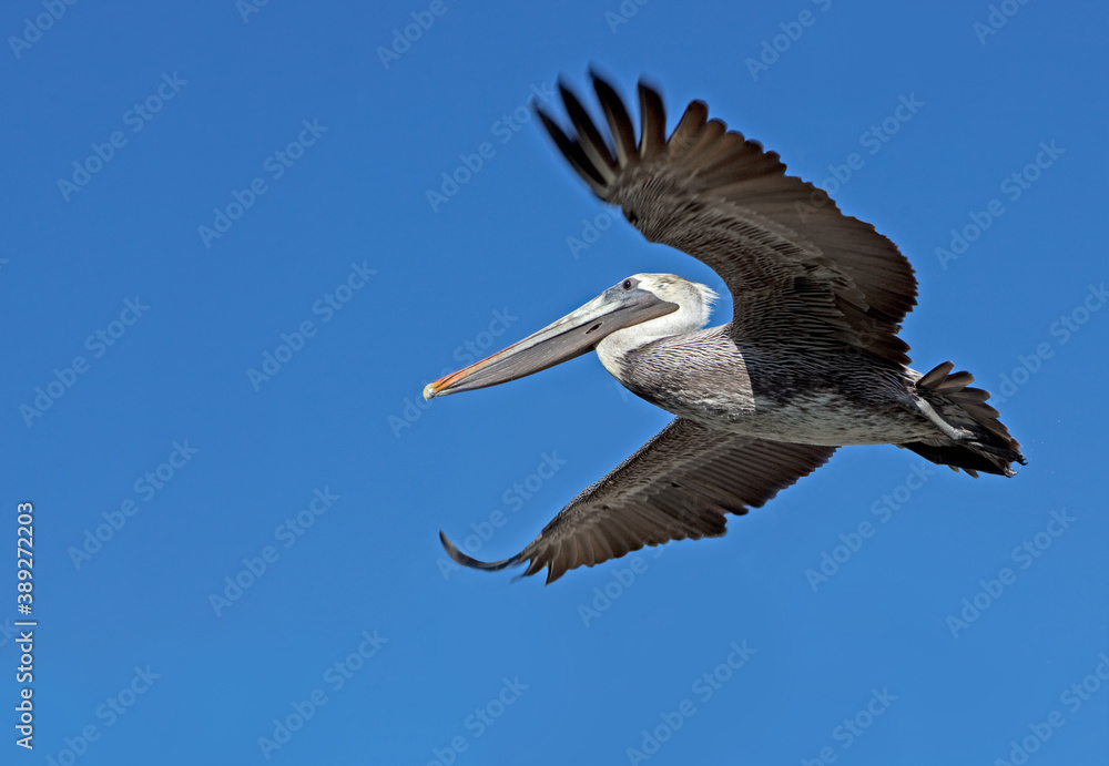 Obraz premium Flying pelican seen from below