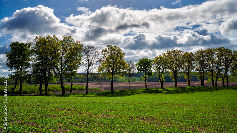 The rural landscape, the picture shows a view of the flowering rapeseed, Poland around Sztum The rural landscape, the picture shows a view of the flowering rapeseed, Poland around Sztum