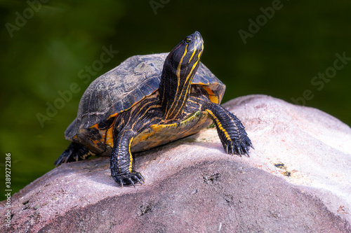 Florida painted turtle