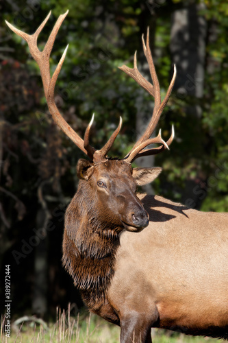 Fourteen point male elk in the mountains