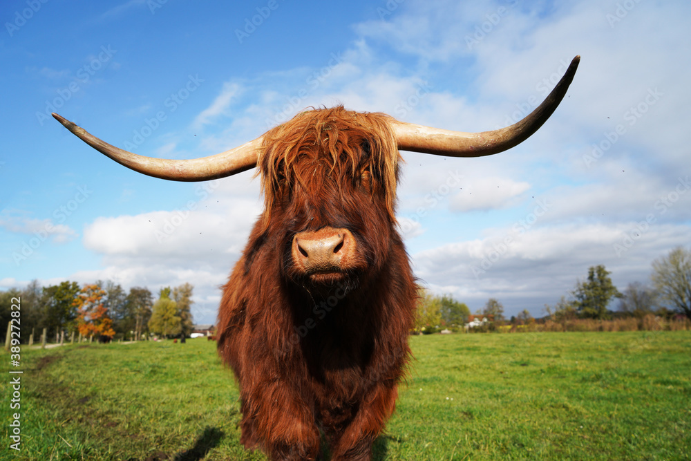 highland cow with horns highland cow with horns