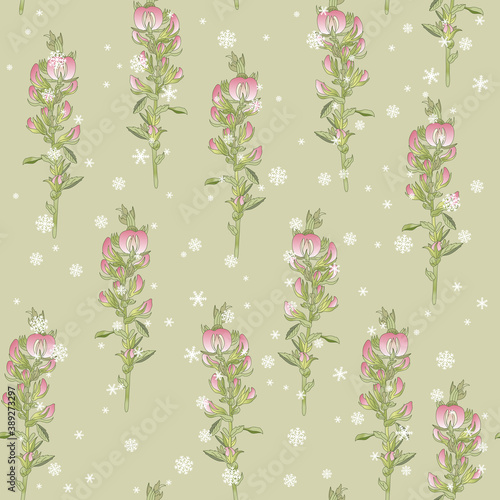 Seamless floral pattern with blooming branches of Ononis Hircina flower and snowflakes.