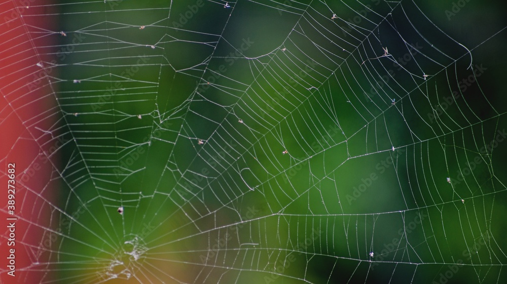 Naklejka premium spider web with dew drops