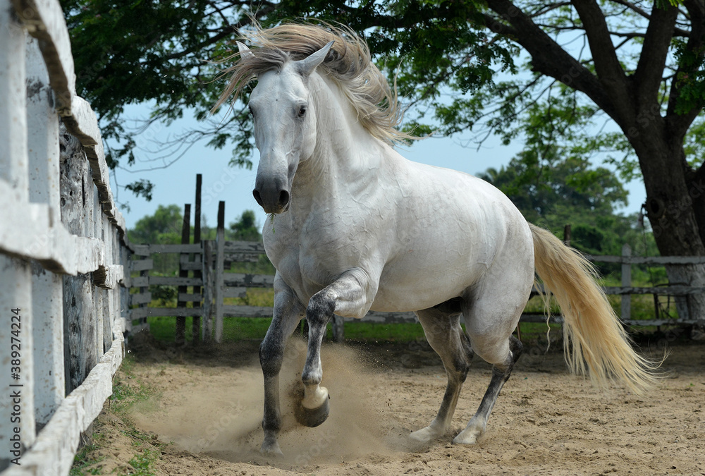 caballo caballo
