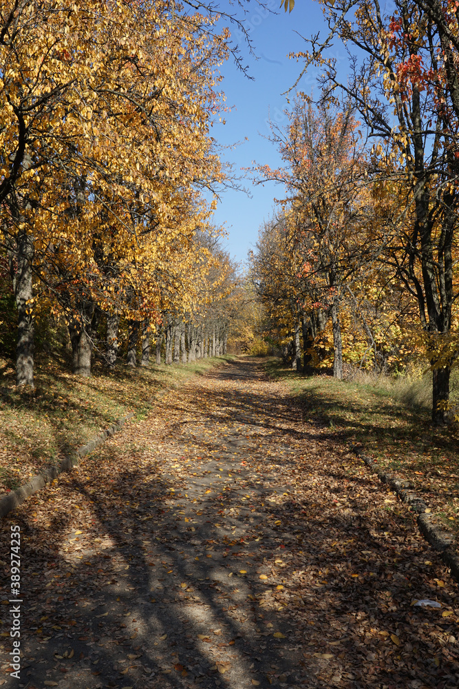 The road going through the autumn park on a sunny day. The road going through the autumn park on a sunny day.