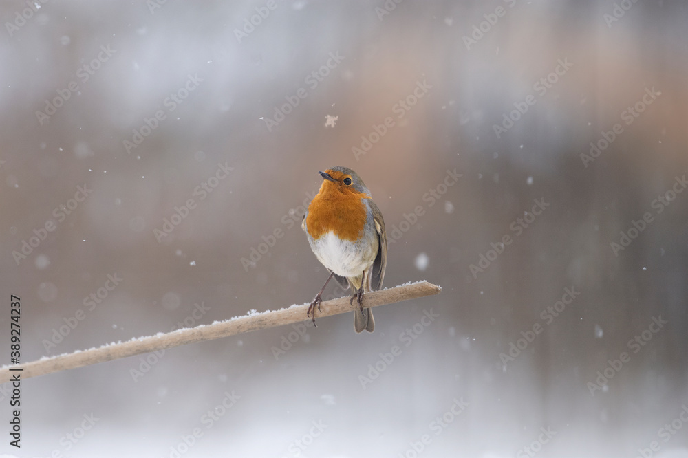 A cute robin or Red breast (Erithacus rubecula) standing on a small wooden post with snow falling around him and snowflakes background. Christmas theme - cute animals - Italy