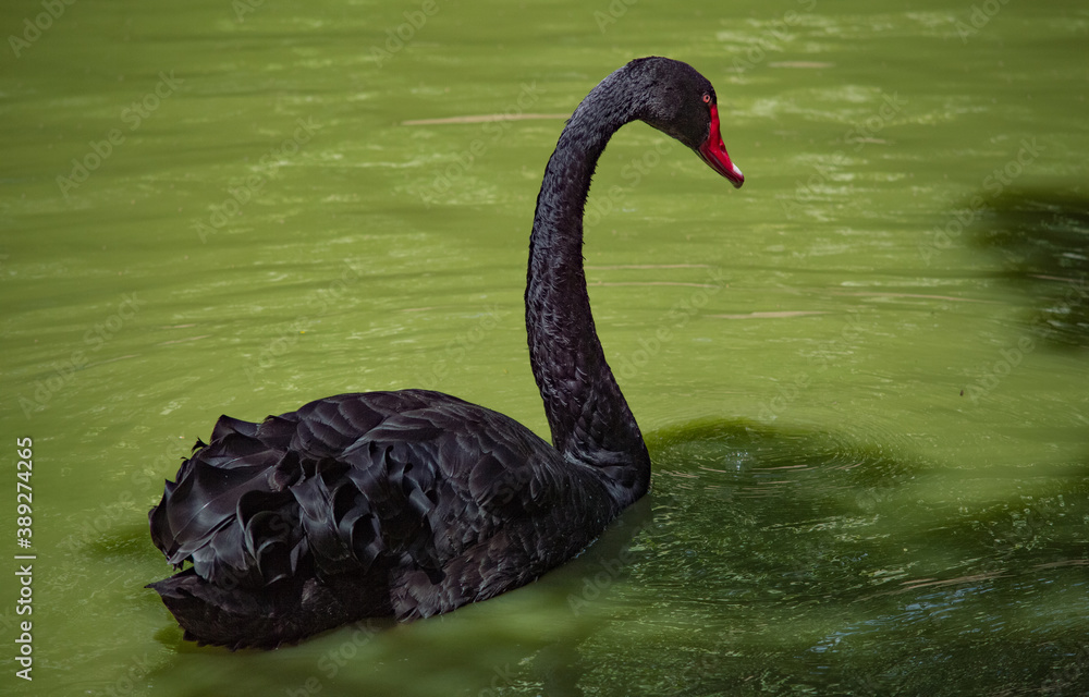 Obraz premium cisne negro en lago