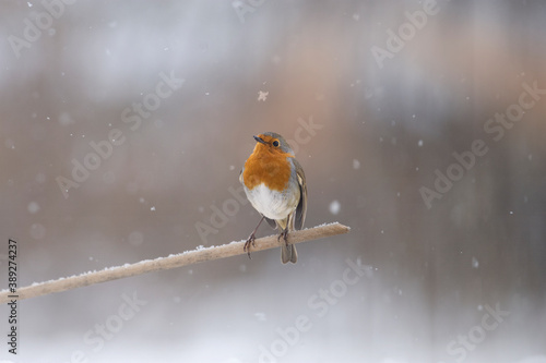 A cute robin or Red breast (Erithacus rubecula) standing on a small wooden post with snow falling around him and snowflakes background. Christmas theme - cute animals - Italy © Dario