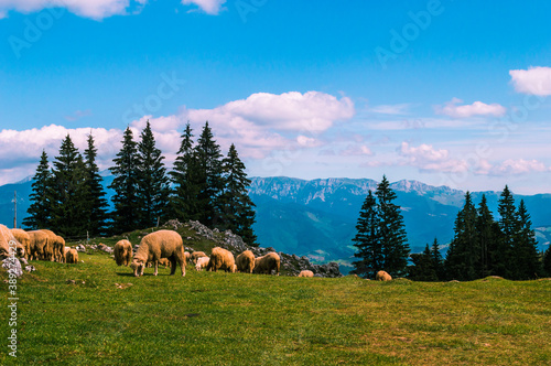 A herd of sheep in a beautiful mountain landscape