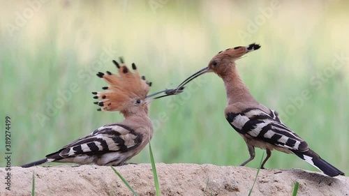 Couple of hoopoe in slow motion