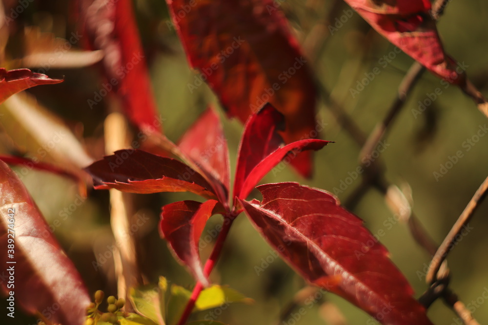 czerwone  liście  winorośli  na  ogrodzeniu  w  ogrodzie
