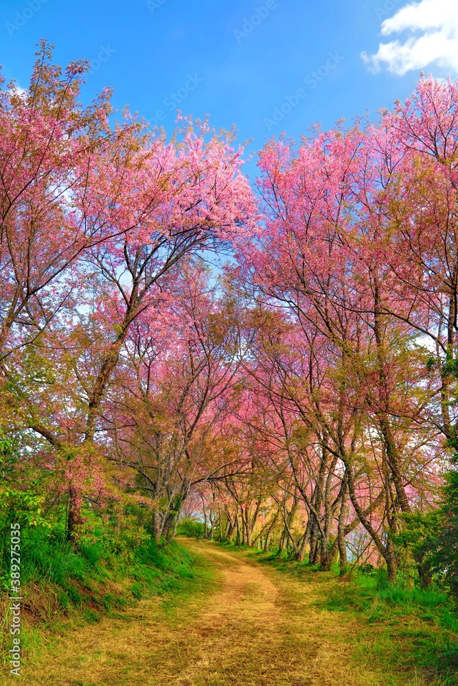 Cherry blossoms are blooming in northern Thailand. Sakura bloom at Khun Wang Chiang Mai.