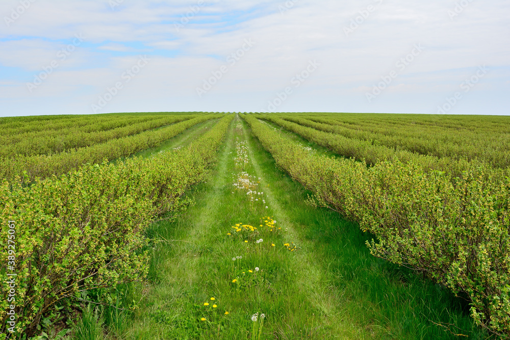 Field with planted currants Field with planted currants